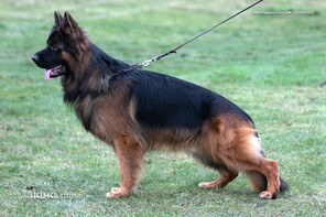 8 Schæferhund,langstockh. m. underuld til salg på købhund.dk