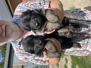 8 Schæferhund,langstockh. m. underuld til salg på købhund.dk