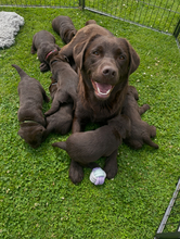 7 Labrador Retriever til salg på købhund.dk