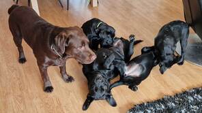7 Labrador Retriever til salg på købhund.dk