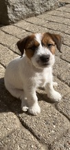 4 Jack Russell Terrier til salg på købhund.dk