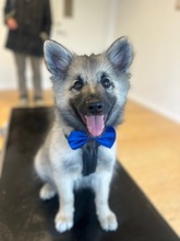 7 Islandsk Fårehund til salg på købhund.dk