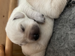7 Labrador Retriever til salg på købhund.dk