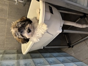 3 Bichon Havanais til salg på købhund.dk
