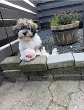 3 Bichon Havanais til salg på købhund.dk