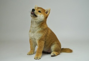 3 Shiba til salg på købhund.dk