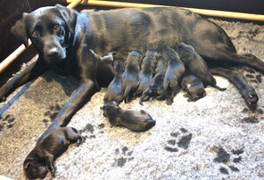 10 Labrador Retriever til salg på købhund.dk
