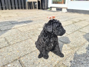 5 Pudel, stor til salg på købhund.dk