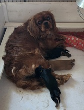 5 Cavalier King Charles Spaniel til salg på købhund.dk