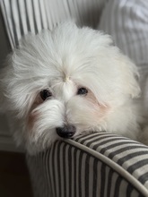 3 Coton de Tulear til salg på købhund.dk