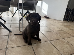 7 Labrador Retriever til salg på købhund.dk