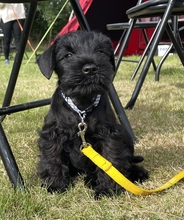 5 Dværgschnauzer, sort til salg på købhund.dk