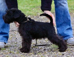 5 Dværgschnauzer, sort til salg på købhund.dk