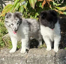 2 Shetland Sheepdog til salg på købhund.dk