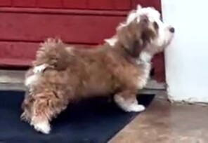 4 Bichon Havanais til salg på købhund.dk