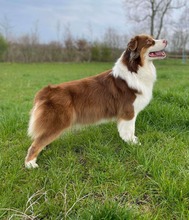 9 Australian Shepherd til salg på købhund.dk