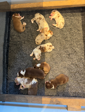 10 Australian Shepherd til salg på købhund.dk