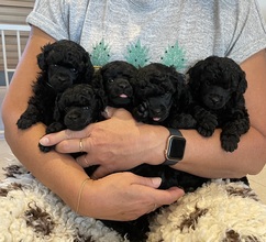 5 Pudel, dværg til salg på købhund.dk