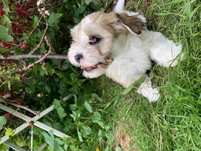 6 Bichon Havanais til salg på købhund.dk
