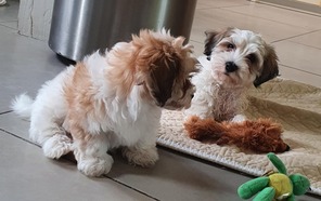 6 Bichon Havanais til salg på købhund.dk