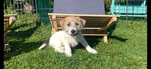 5 Jack Russell Terrier til salg på købhund.dk