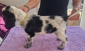 8 Engelsk Cocker Spaniel til salg på købhund.dk