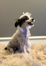 5 Chinese Crested/Powder Puff til salg på købhund.dk