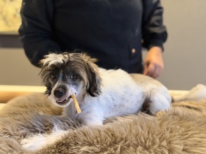 5 Chinese Crested/Powder Puff til salg på købhund.dk