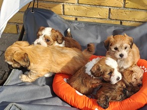 6 Bichon Havanais til salg på købhund.dk