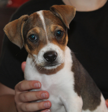 6 Dansk/Svensk Gårdhund til salg på købhund.dk