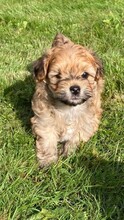 7 Bichon Havanais til salg på købhund.dk