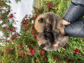 2 Pomeranian til salg på købhund.dk