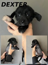 6 Chinese Crested/Powder Puff til salg på købhund.dk