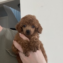 5 Pudel, dværg til salg på købhund.dk