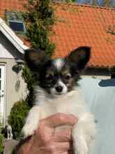 3 Papillon til salg på købhund.dk