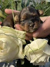 7 Bichon Havanais til salg på købhund.dk