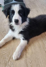 8 Border Collie til salg på købhund.dk