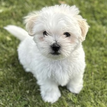 2 Coton de Tulear til salg på købhund.dk
