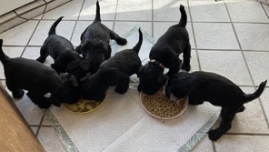 6 Dværgschnauzer, sort til salg på købhund.dk