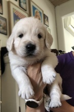 4 Golden Retriever til salg på købhund.dk