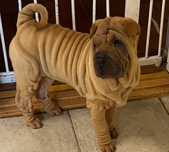 7 Shar Pei til salg på købhund.dk