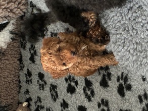 2 Pudel, dværg til salg på købhund.dk