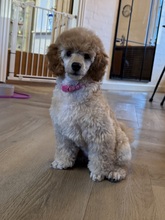 4 Pudel, mellem til salg på købhund.dk