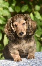 6 Langhåret Dværg Gravhund til salg på købhund.dk