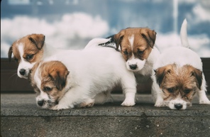 4 Jack Russell Terrier til salg på købhund.dk