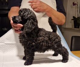 4 Pudel, mellem til salg på købhund.dk