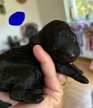 3 Pudel, dværg til salg på købhund.dk
