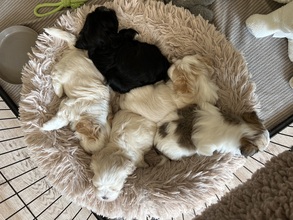 5 Bichon Havanais til salg på købhund.dk