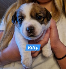 3 Jack Russell Terrier til salg på købhund.dk