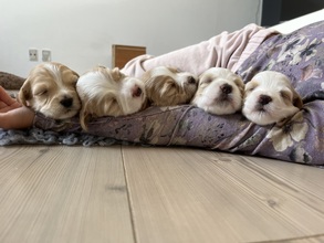 5 Bichon Havanais til salg på købhund.dk
